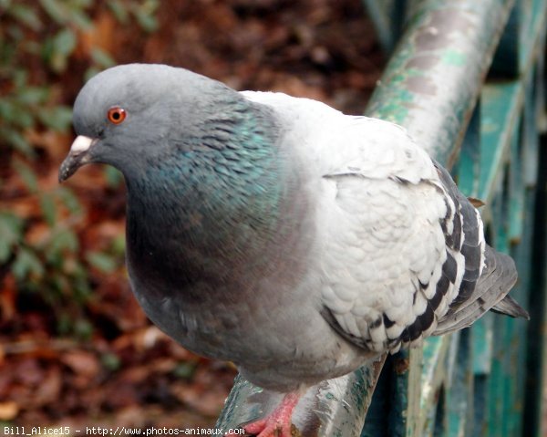 Photo de Pigeon