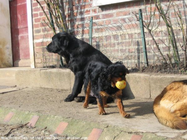 Photo de Labrador retriever