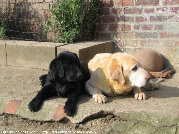 Photo de Labrador retriever