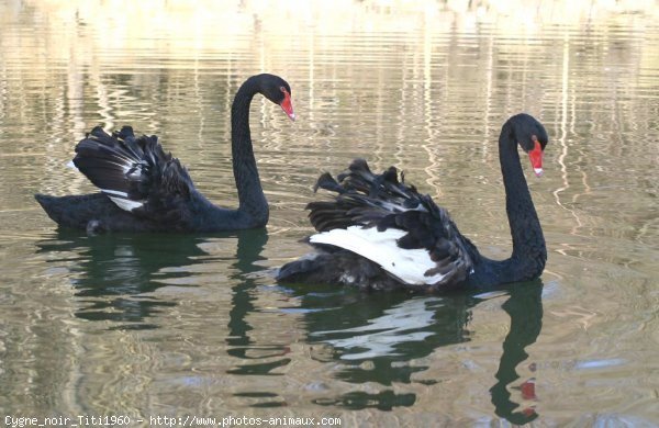 Photo de Cygne