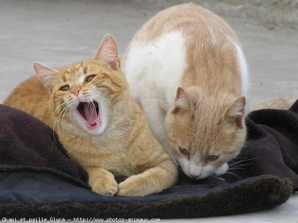 Photo de Chat domestique