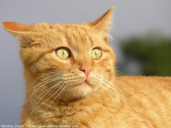 Photo de Chat domestique