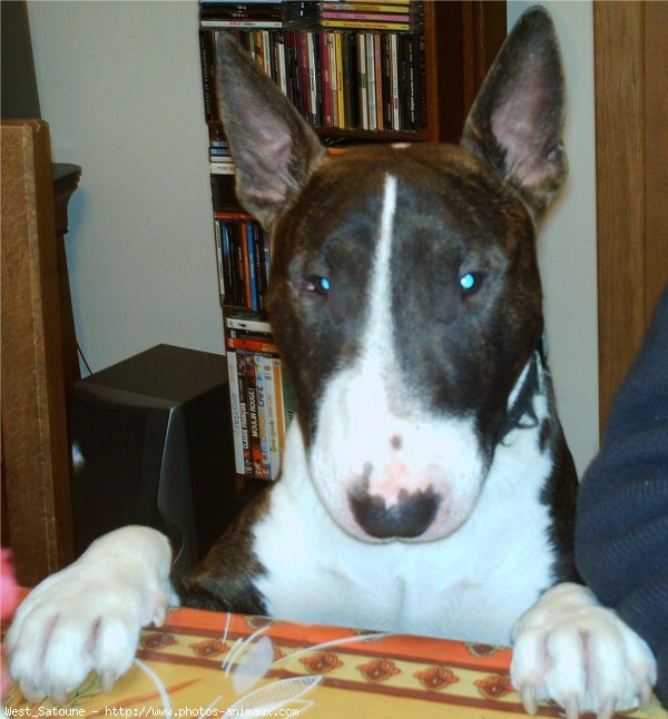 Photo de Bull terrier miniature