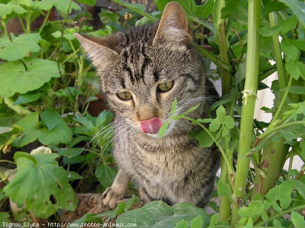 Photo de Chat domestique