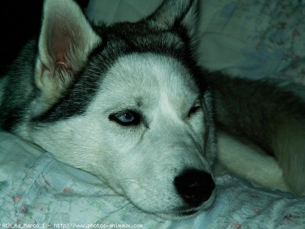 Photo de Husky siberien