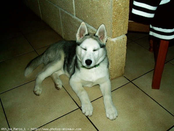 Photo de Husky siberien