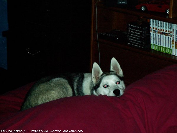 Photo de Husky siberien