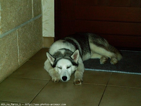 Photo de Husky siberien