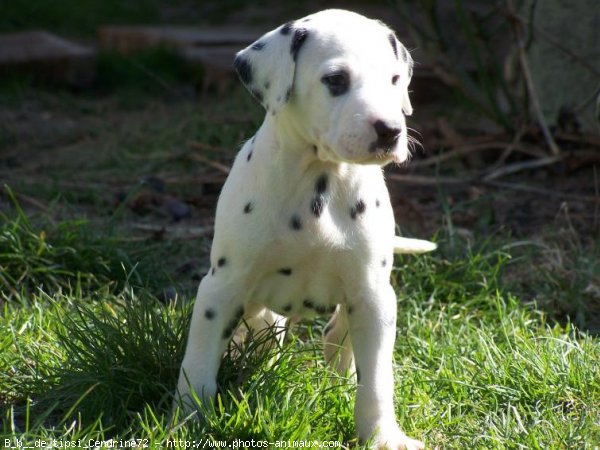 Photo de Dalmatien