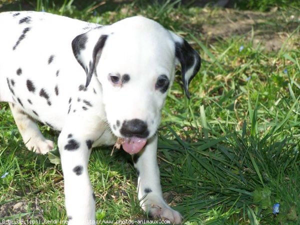 Photo de Dalmatien