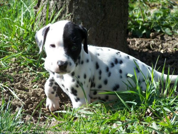 Photo de Dalmatien