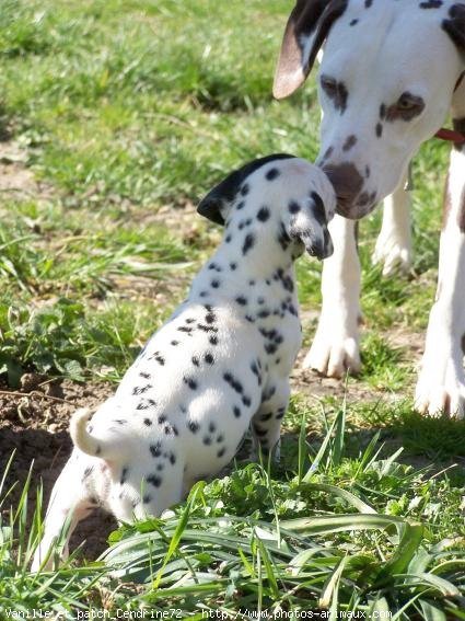 Photo de Dalmatien