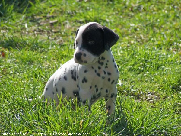 Photo de Dalmatien