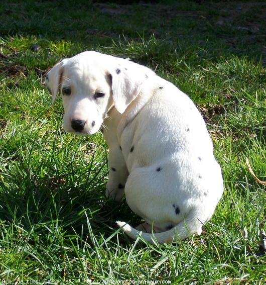 Photo de Dalmatien