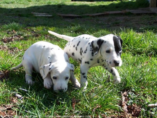 Photo de Dalmatien