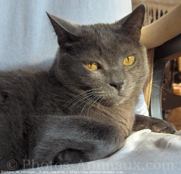 Photo de Chartreux