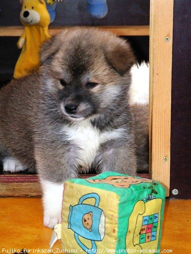 Photo d'Akita inu