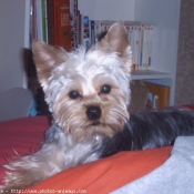 Photo de Yorkshire terrier