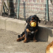 Photo de King charles spaniel