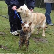 Photo de Yorkshire terrier