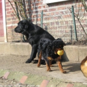 Photo de Labrador retriever