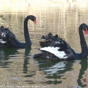 Photo de Cygne