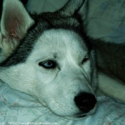 Photo de Husky siberien