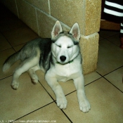 Photo de Husky siberien