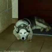 Photo de Husky siberien