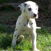 Photo de Dalmatien