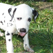 Photo de Dalmatien