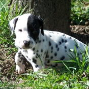 Photo de Dalmatien