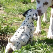 Photo de Dalmatien