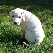 Photo de Dalmatien