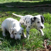 Photo de Dalmatien