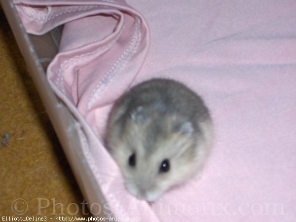 Photo de Hamster