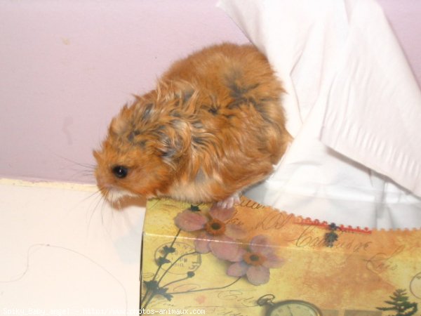 Photo de Hamster