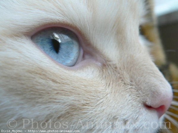 Photo de Ragdoll