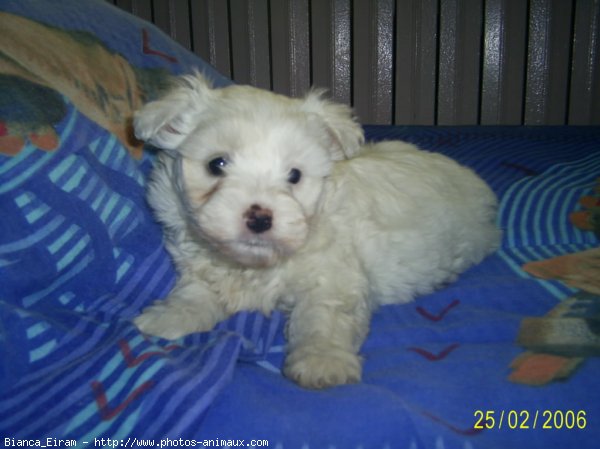 Photo de Bichon maltais