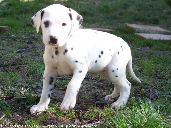 Photo de Dalmatien