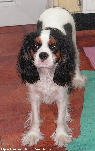 Photo de Cavalier king charles spaniel