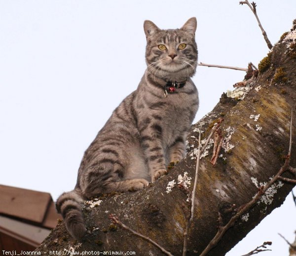 Photo de Chat domestique