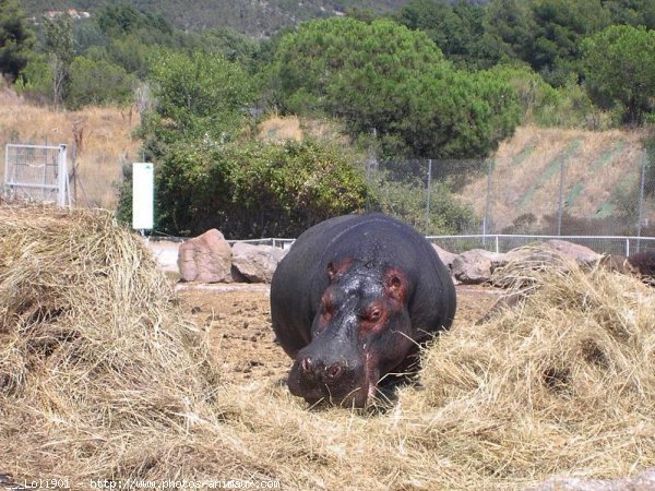 Photo de Hippopotame