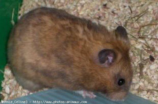 Photo de Hamster