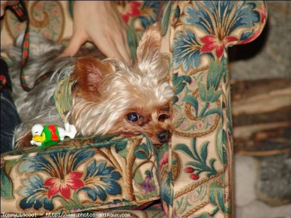 Photo de Yorkshire terrier