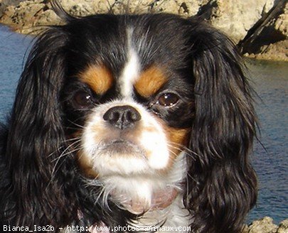 Photo de Cavalier king charles spaniel