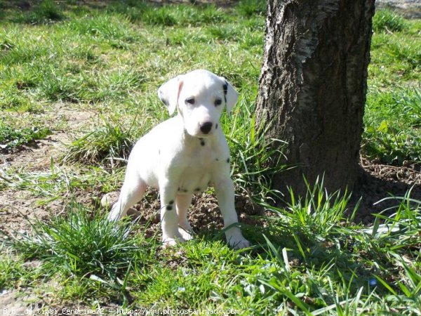 Photo de Dalmatien