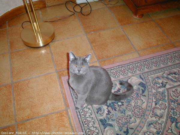 Photo de Chartreux