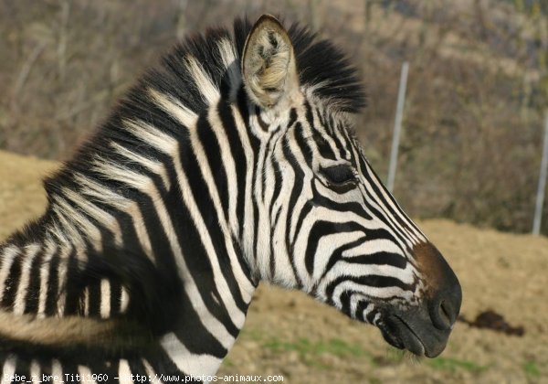 Photo de Zebre