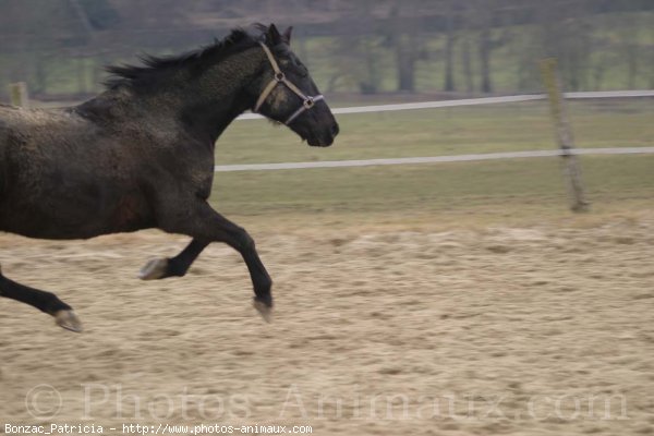 Photo de Trotteur franais